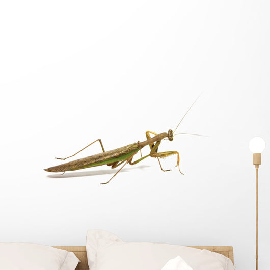 Side View of Brown and Green Praying Mantis Wall Decal