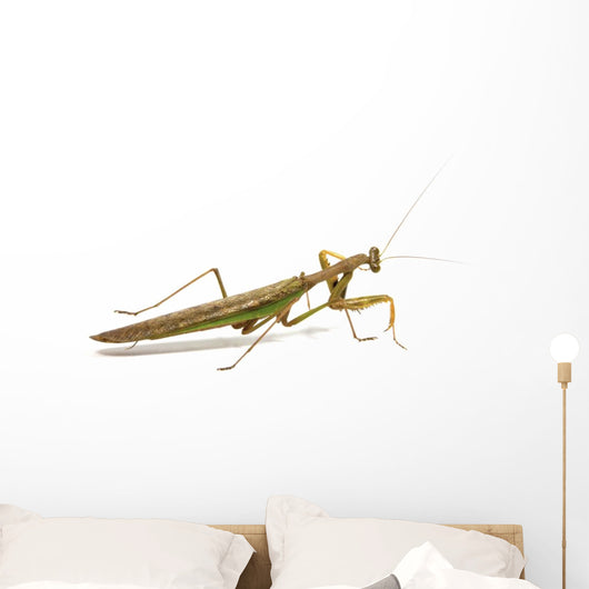 Side View of Brown and Green Praying Mantis Wall Decal