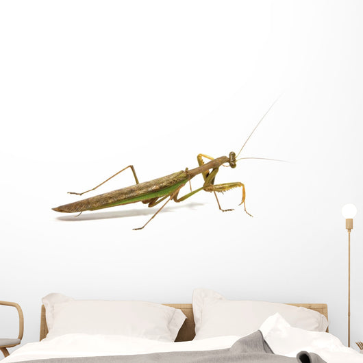 Side View of Brown and Green Praying Mantis Wall Decal
