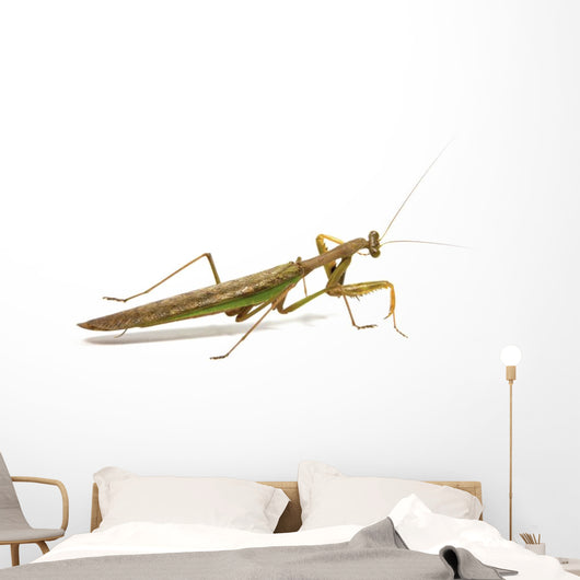 Side View of Brown and Green Praying Mantis Wall Decal