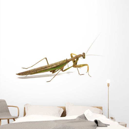 Side View of Brown and Green Praying Mantis Wall Decal