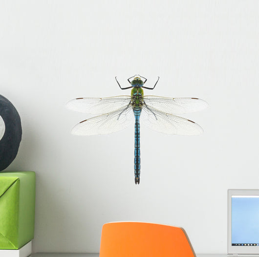 Dragonfly Anax Imperator Male