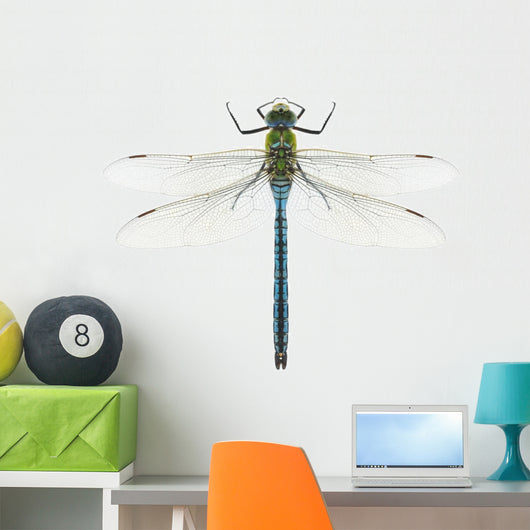 Dragonfly Anax Imperator Male