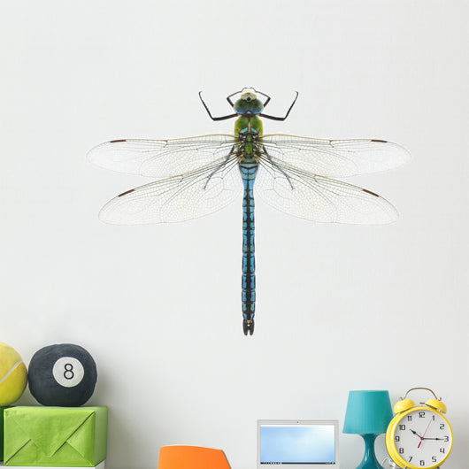 Dragonfly Anax Imperator Male