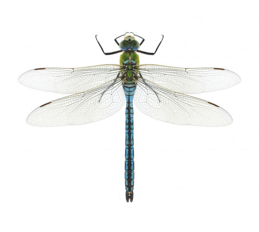 Dragonfly Anax Imperator Male