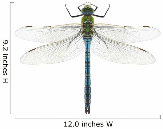 Dragonfly Anax Imperator Male