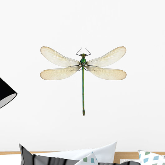 Dragonfly Calopteryx Syriaca Female