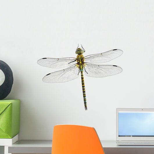 Dragonfly Aeshna Affinis Male