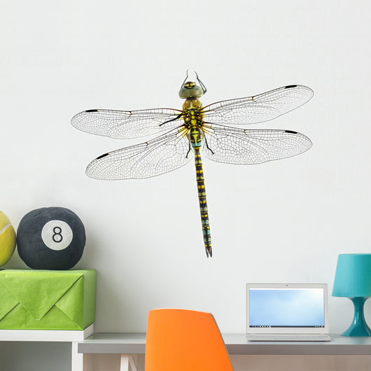 Dragonfly Aeshna Affinis Male