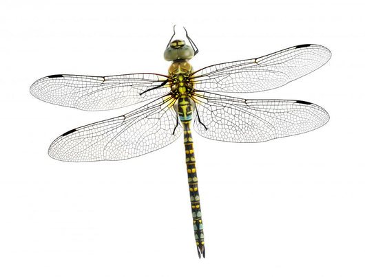 Dragonfly Aeshna Affinis Male