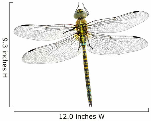Dragonfly Aeshna Affinis Male