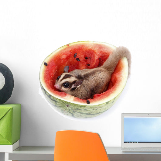 Sugar Glider Enjoy Eating Watermelon Isolated on White Wall Mural