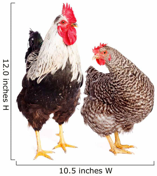 Rooster and Chicken on White Background Wall Decal