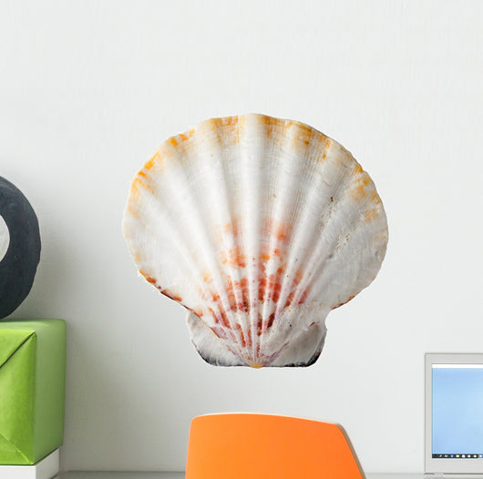 Sea Shell