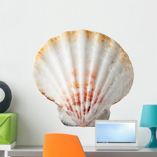 Sea Shell