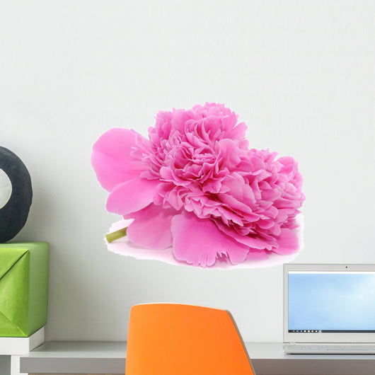 Pink Peony Flower White
