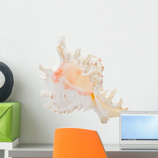 Marine Sea Shell