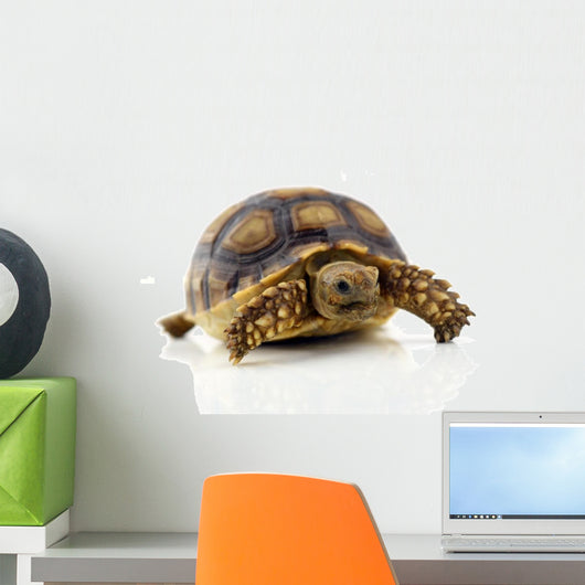 Turtle White