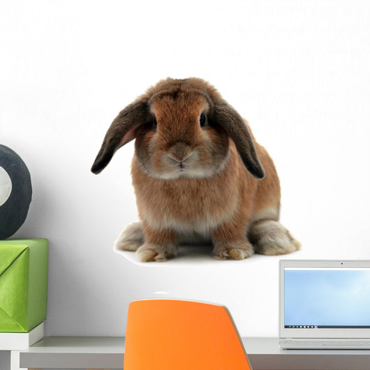 Rabbit White