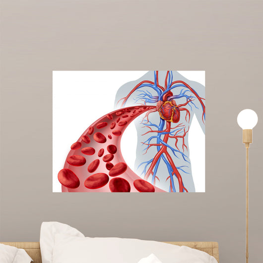 Blood Heart Circulation