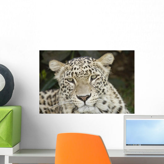 Mark Wright Wall Mural