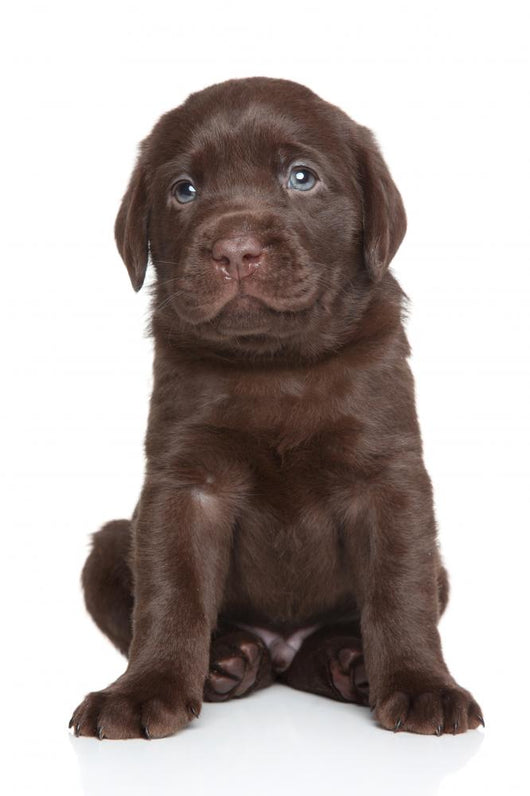 Cute Labrador Puppy Portrait Wall Decal