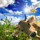Happy birthday: Cow gives a flower :) Wall Mural