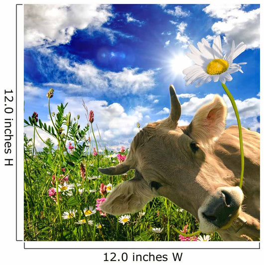 Happy birthday: Cow gives a flower :) Wall Mural