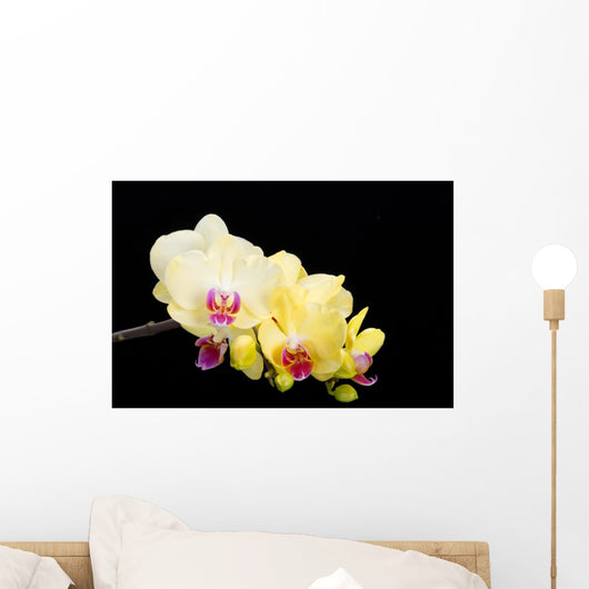 Yellow Orchid Black