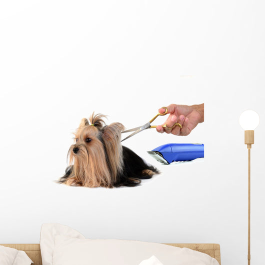 Care for Dog Hair
