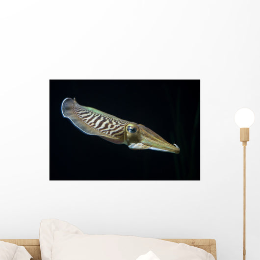 Cuttlefish Wall Mural