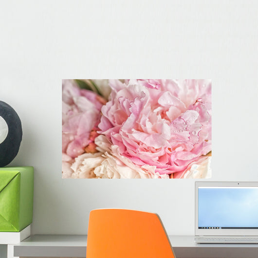 Blooming Pink Peonies