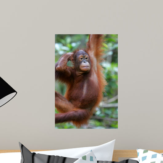 Orangutans