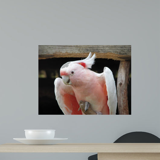 Major Mitchell Cockatoo or