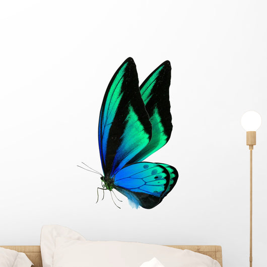 Beautiful Butterfly White