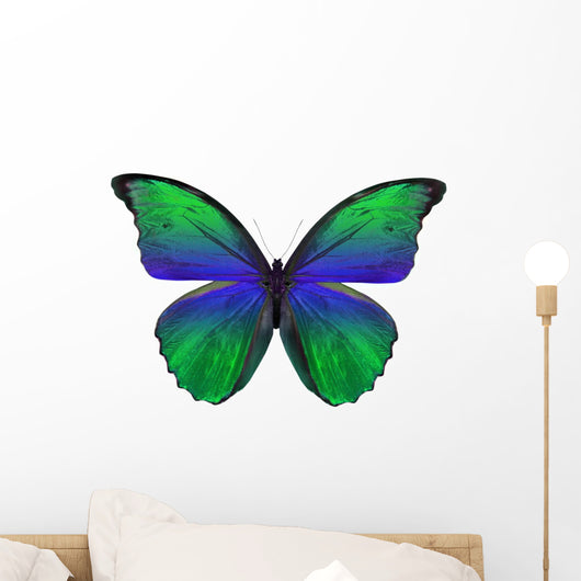 Beautiful Butterfly White