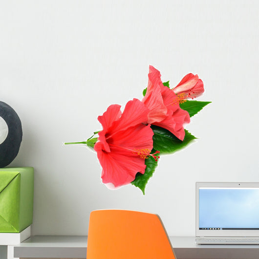Postcard from Hibiscus Flowers