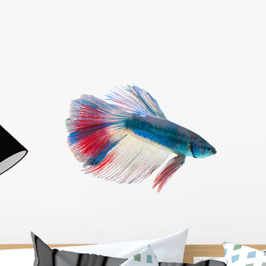 Siamese Fighting Fish White