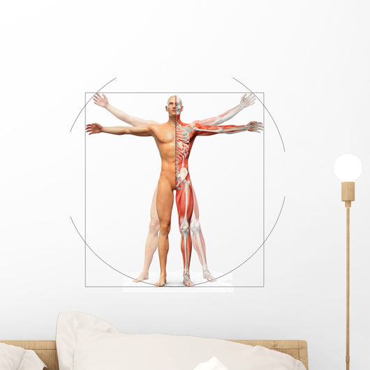 Human anatomy displayed as the vitruvian man Wall Decal