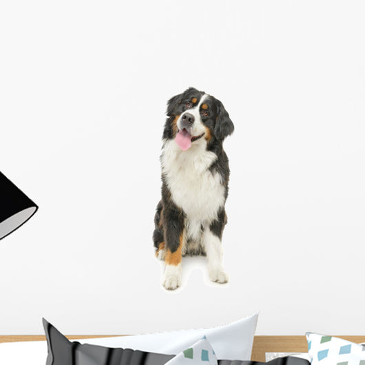 Bernese Mountain Dog White