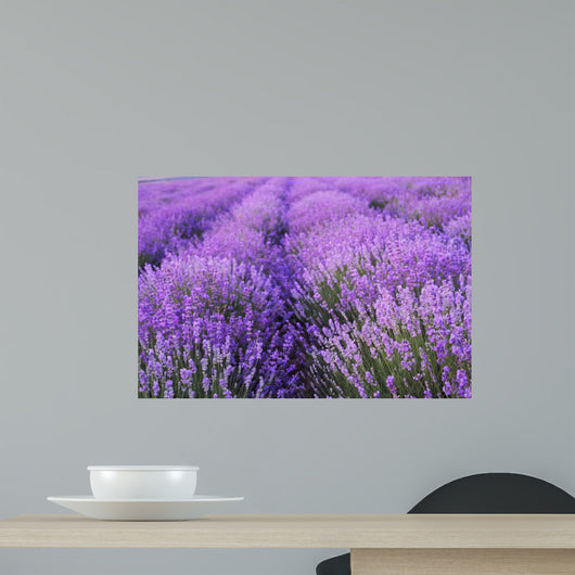Flowers Lavender Fields