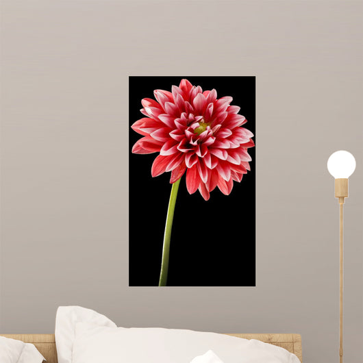 Dahlia Flower