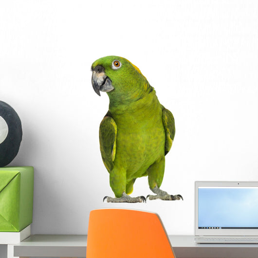 Yellow-naped Parrot 6 Years