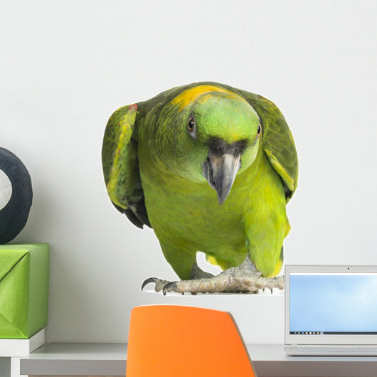 Yellow-naped Parrot 6 Years