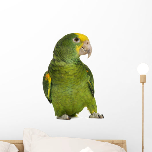 Yellow-headed Amazon 6 Months