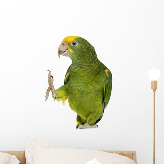 Yellow-headed Amazon 6 Months