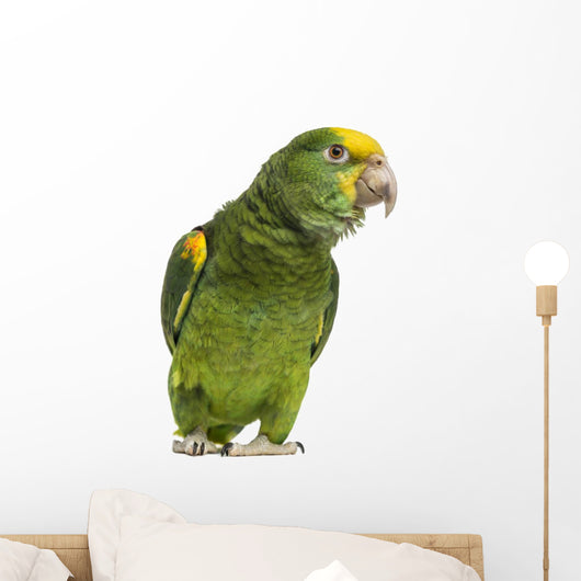 Yellow-headed Amazon 6 Months