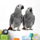 African Grey Parrots Wall Decal