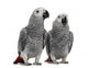 African Grey Parrots Wall Decal
