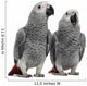African Grey Parrots Wall Decal